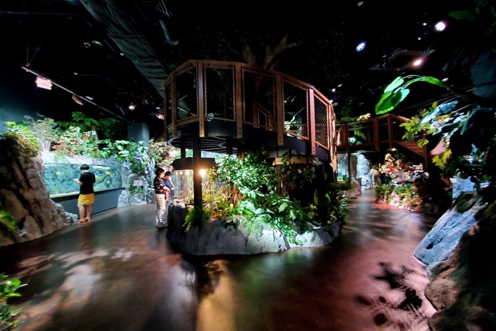 淡水魚の生息する森