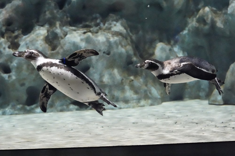 沖縄で唯一のペンギン