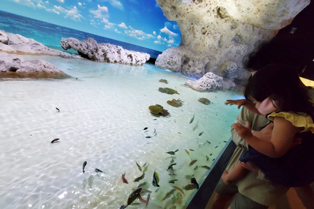 リアルな沖縄の海＆餌やり体験