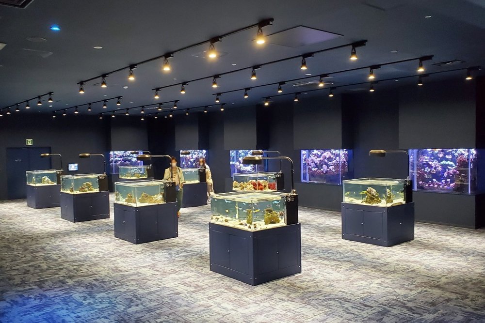 カラフルな熱帯魚とサンゴたち