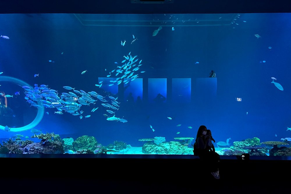 沖縄近海を再現した大水槽