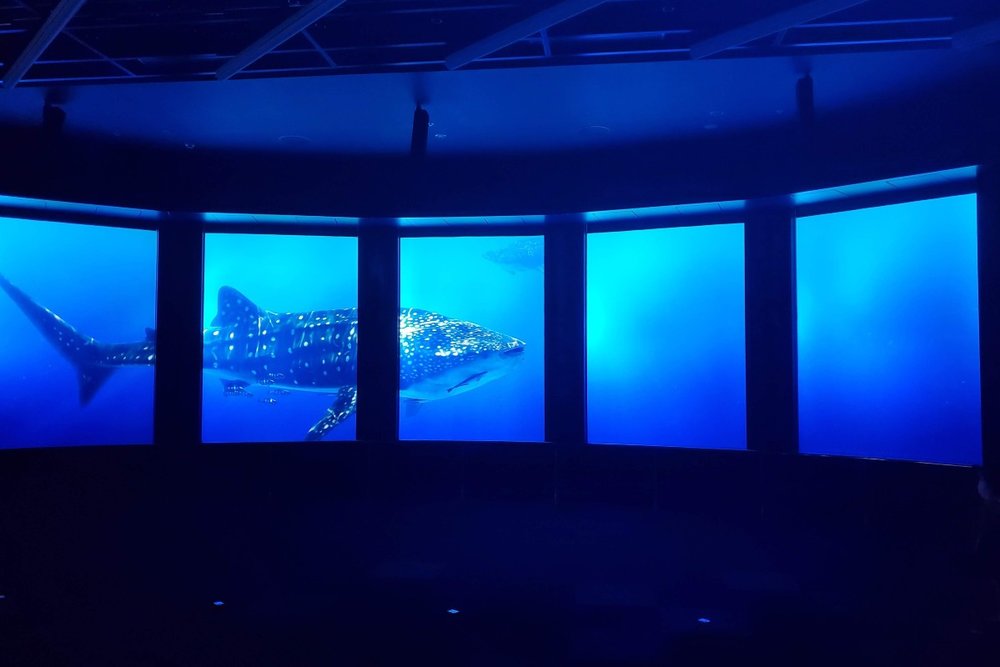 みどころ満載のDMMかりゆし水族館