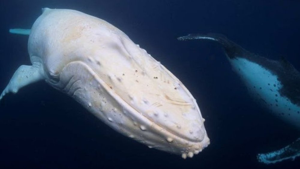 Migaloo the White Humpback Whale Facts and Where To Spot Him - Klook ...