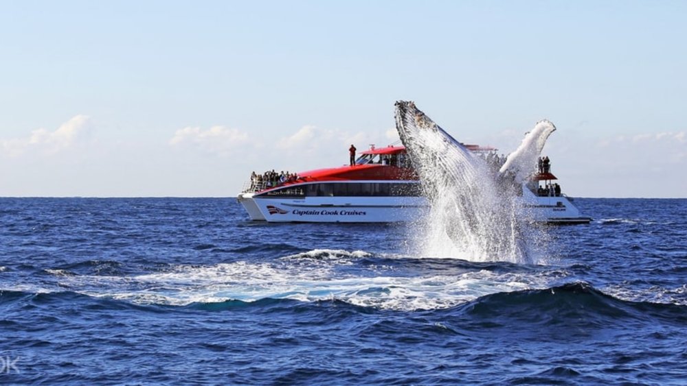 Never miss the chance to see a playful humpback breach the water! 