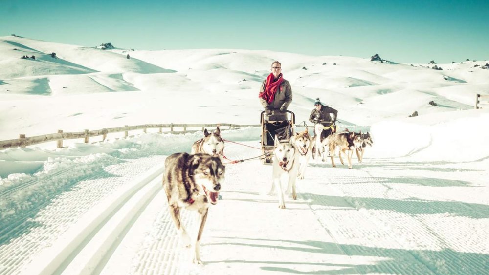 Snow Farm’s friendly canines await you!