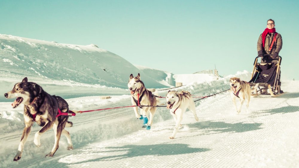  You should definitely dog sledding in Queenstown!