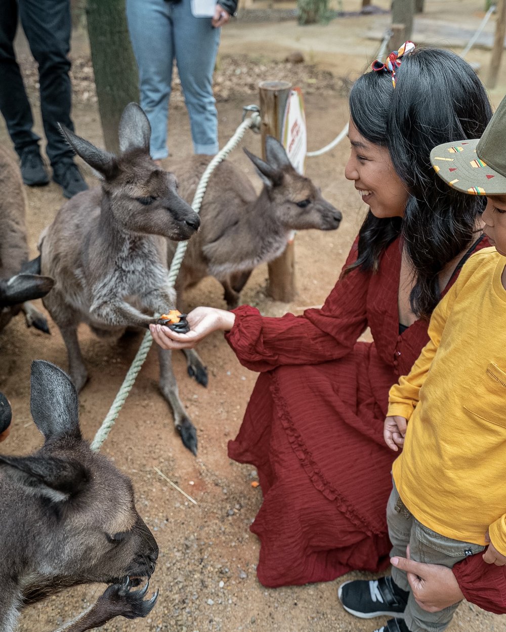 family interacting with kangaroos at wild life zoo