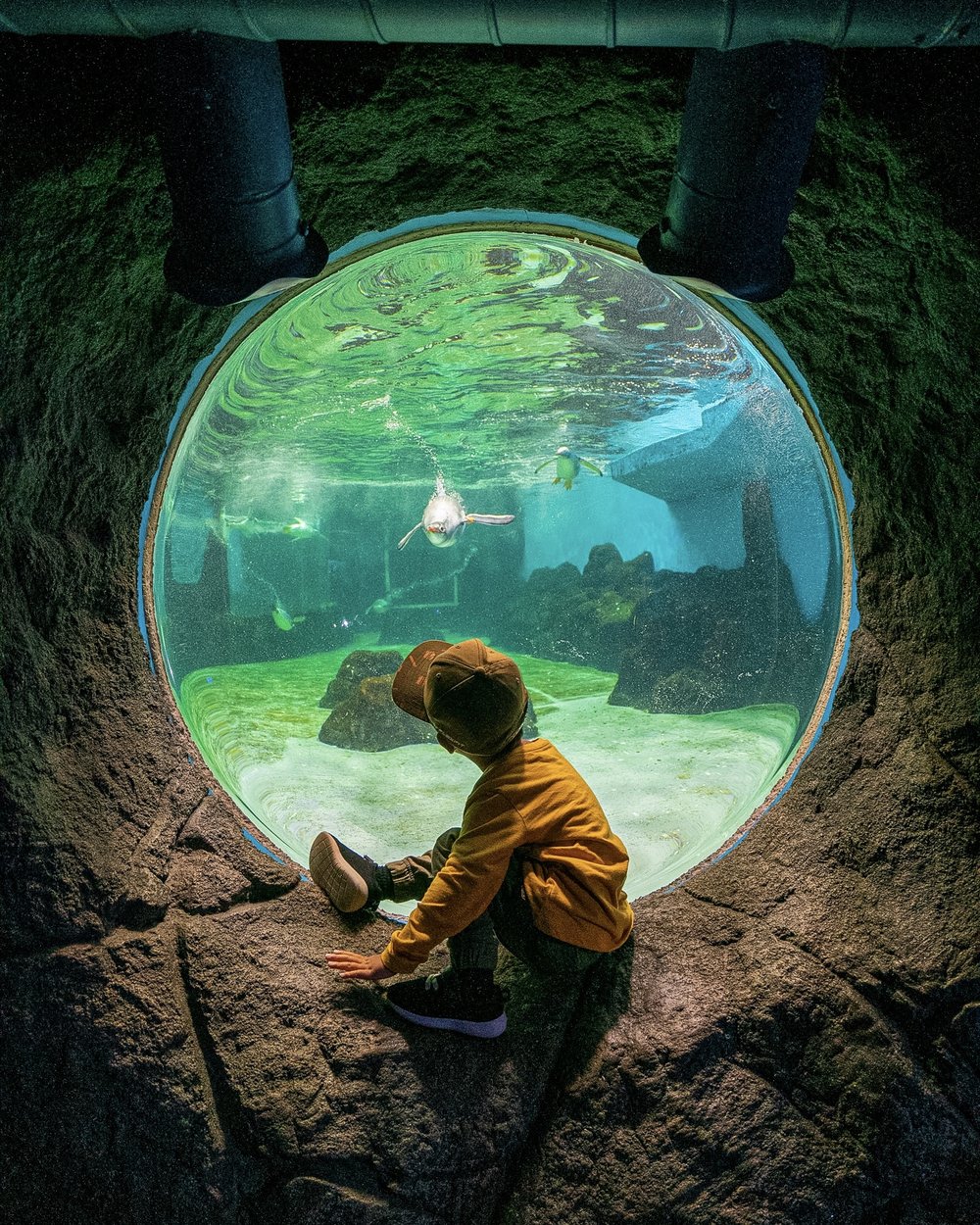 Penguins at SEA LIFE