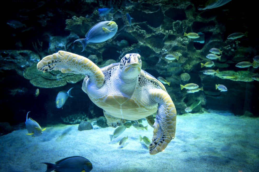 Name A Turtle at Aquaria KLCC