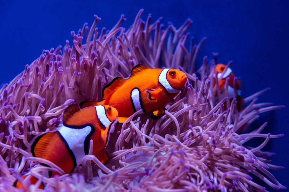 Name A Nemo Clownfish at Aquaria KLCC