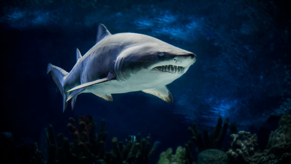 Name A Shark at Aquaria KLCC