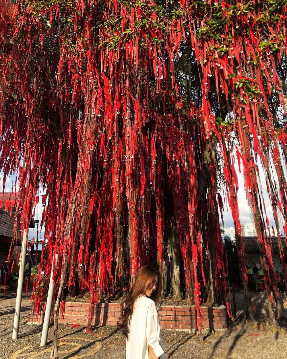 sekinchan wishing tree