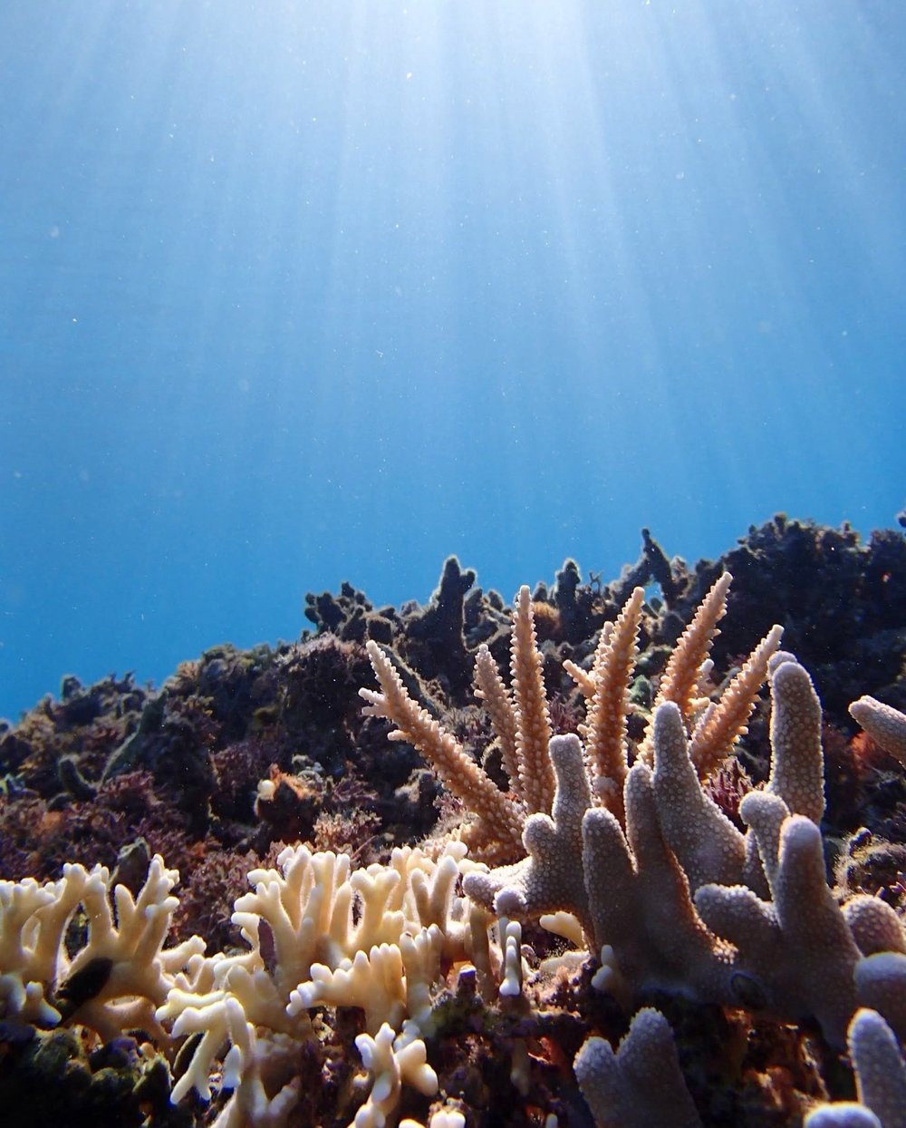 阿波連ビーチのサンゴ礁