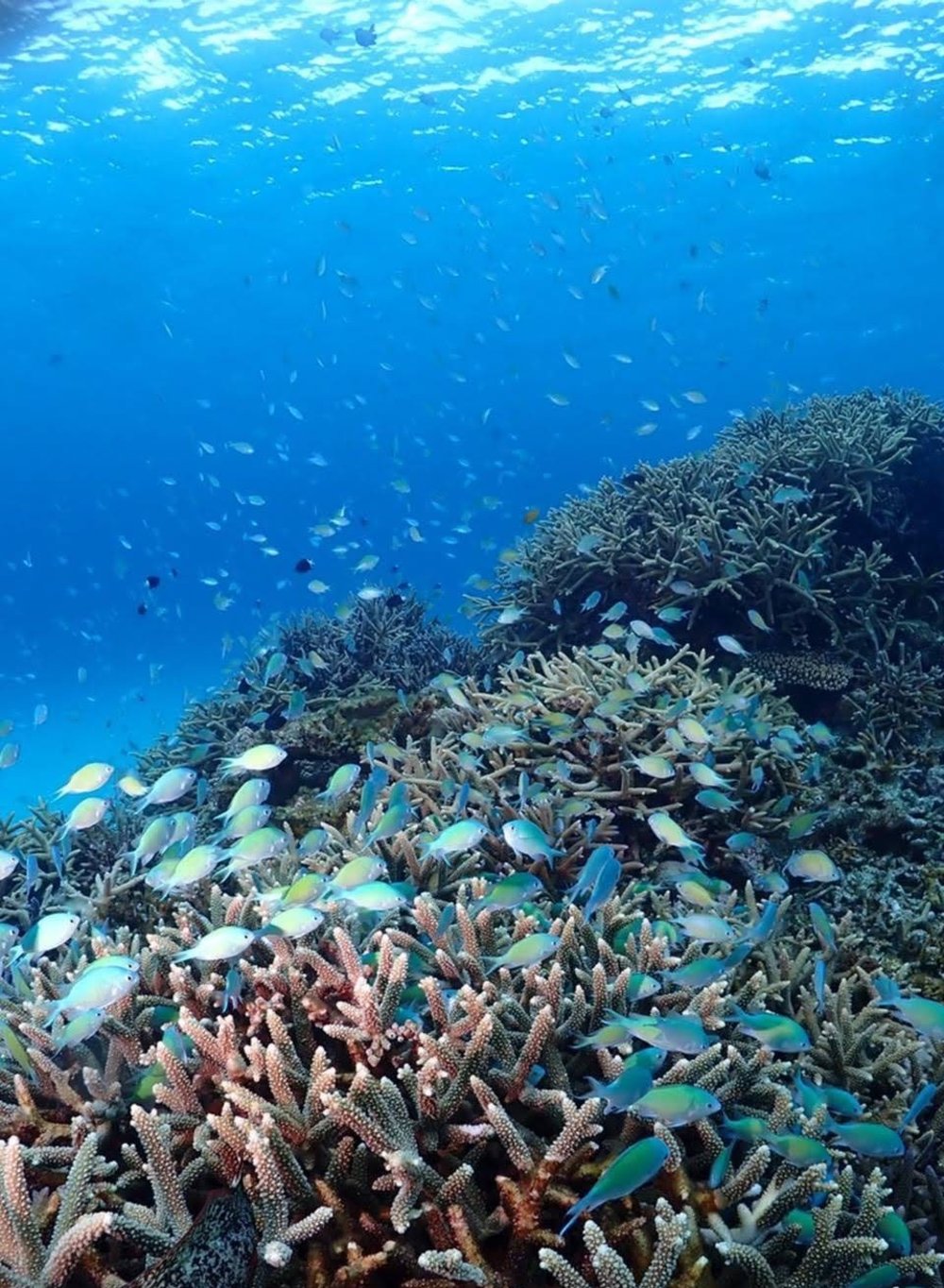 とかしくビーチの沖でダイビング
