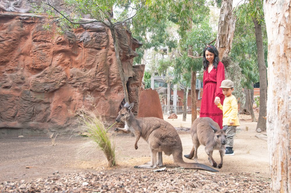 WILD LIFE Sydney Zoo DNSW