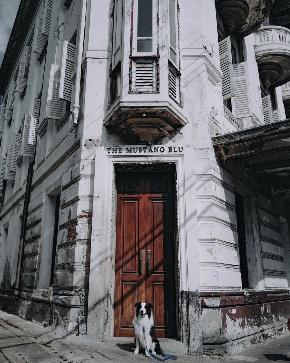 มัสแตง บลู