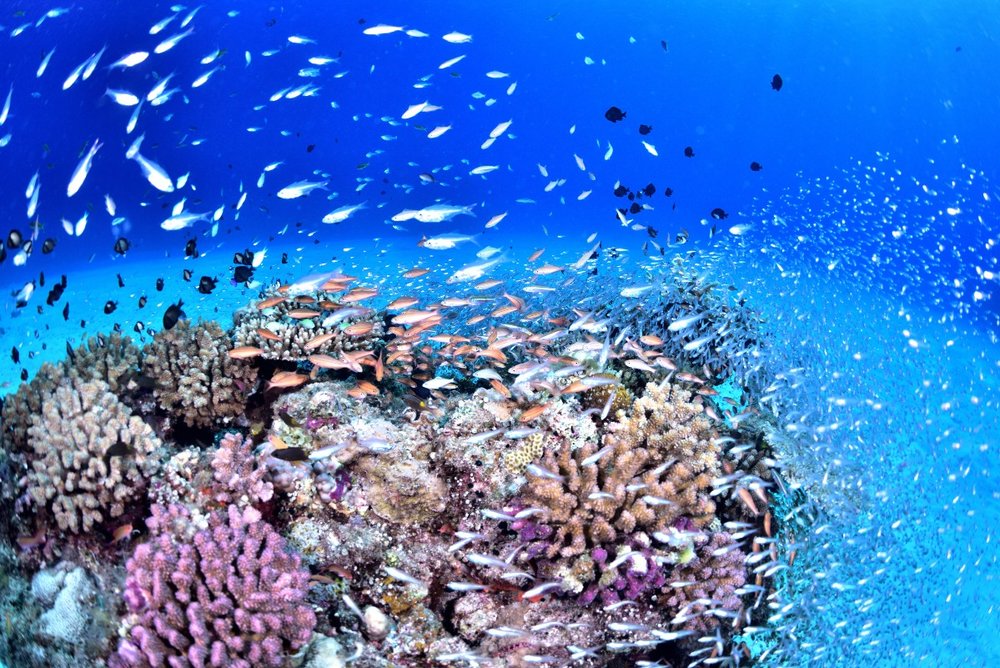 世界中のダイバーから愛される沖縄屈指のスポット