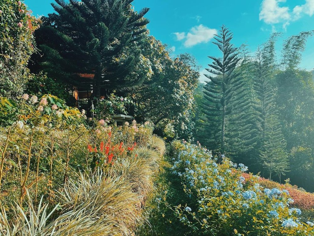 flower garden in terrazas de flores 