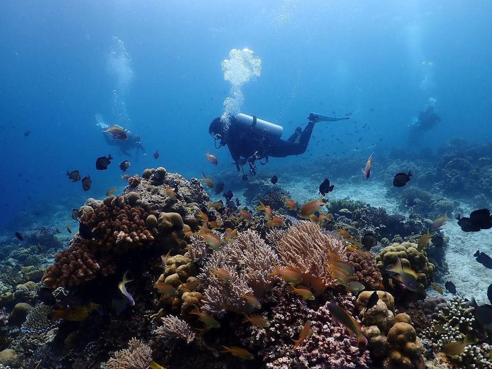 a diver looking at corals in Pescador Island 