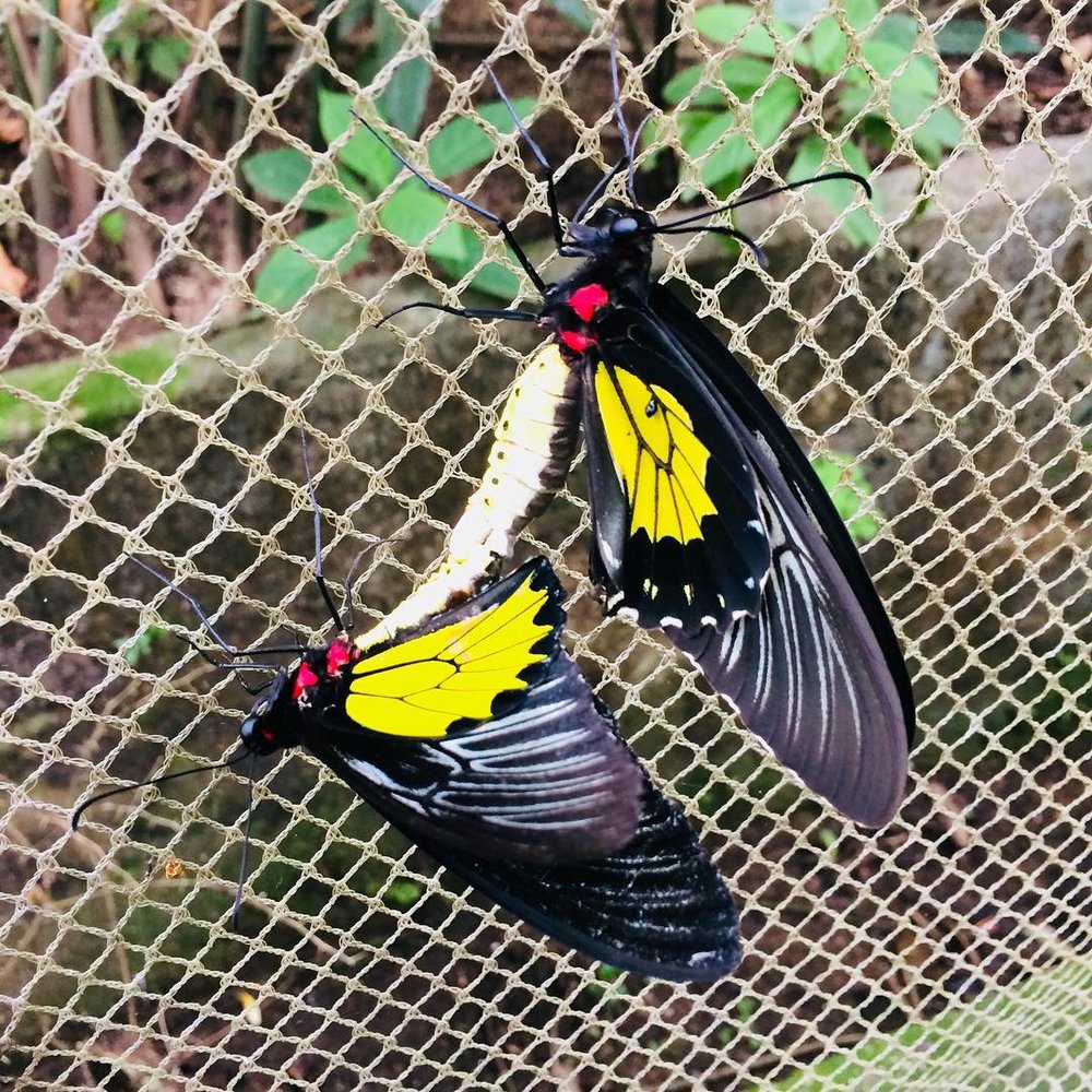 a butterfly inside the Jumalon Butterfly Sanctuary