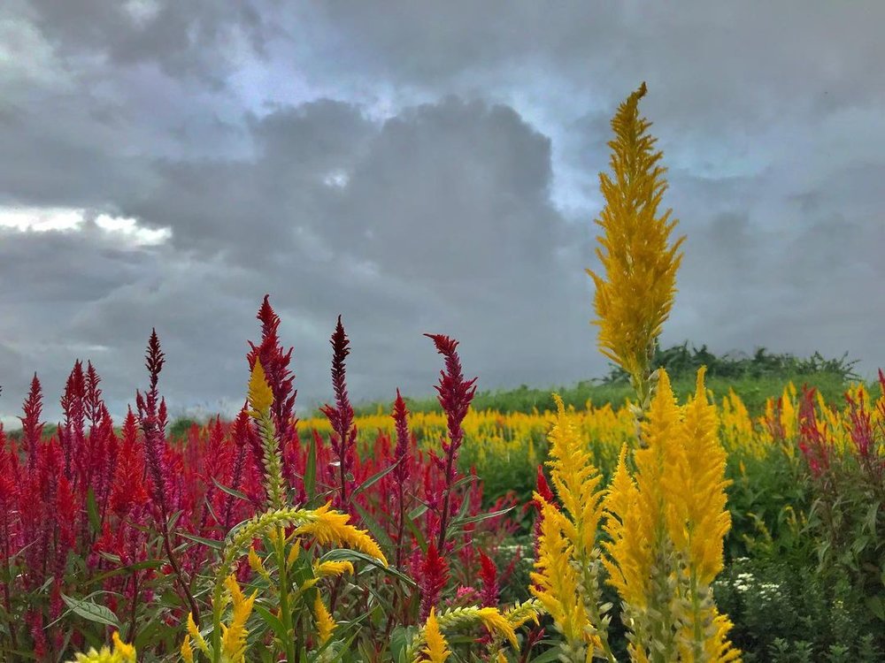 celosia flowers in Celosia Flower Farm
