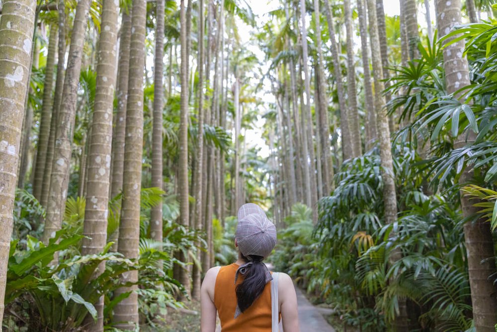 沖縄 東南植物楽園｜非日常の映えスポット！日本一のユスラヤシを見に行こう