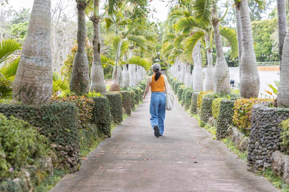 トックリヤシ並木