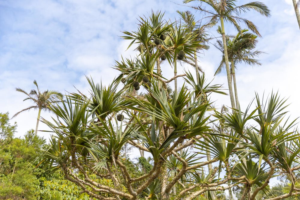 東南植物楽園の木