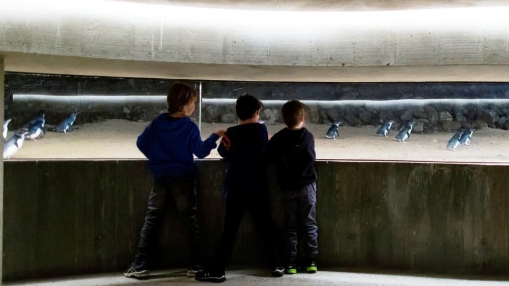 Get up close with fairy penguins at Phillip Island Nature Parks! Image credits: @phillipislandnp