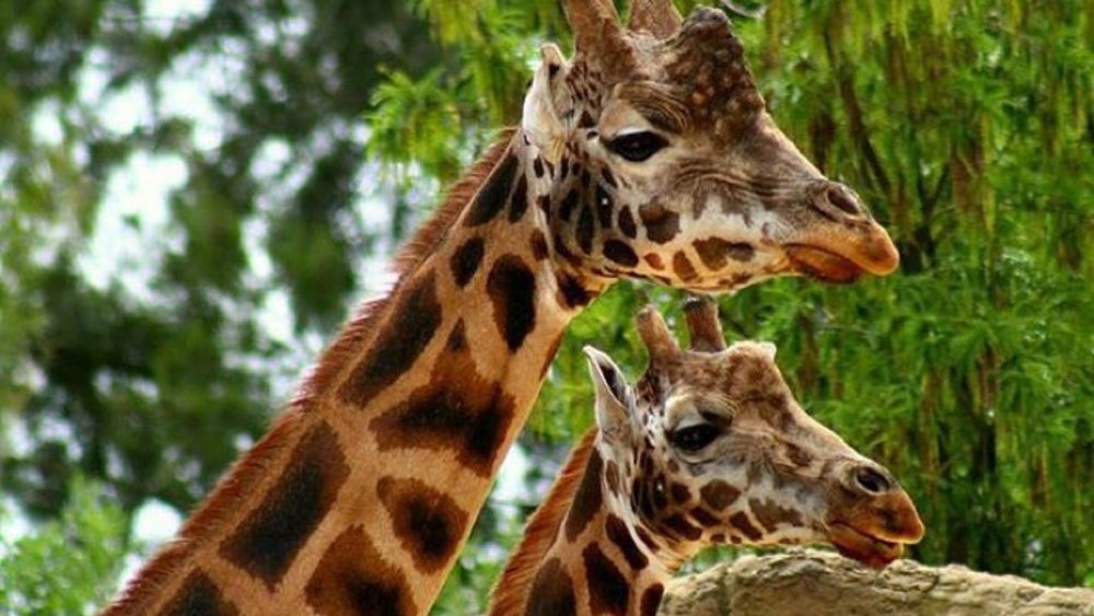 Take a break from the busy city at Melbourne Zoo! Image credits: @melbourne_zoo on Instagram