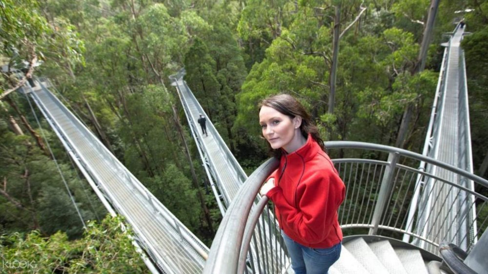Journey 30 metres above the forest at Otway Fly Treetops Walk