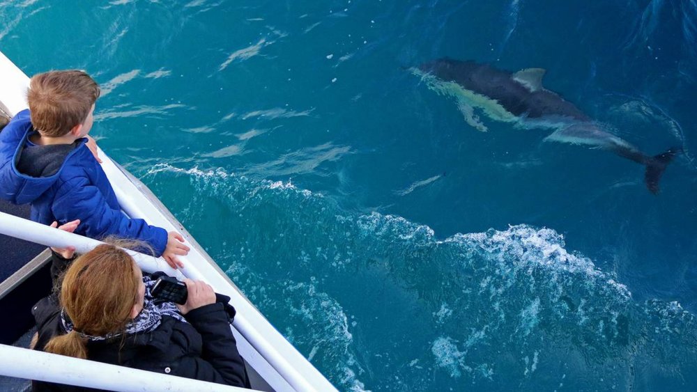 Keep your eyes peeled for playful dolphins!