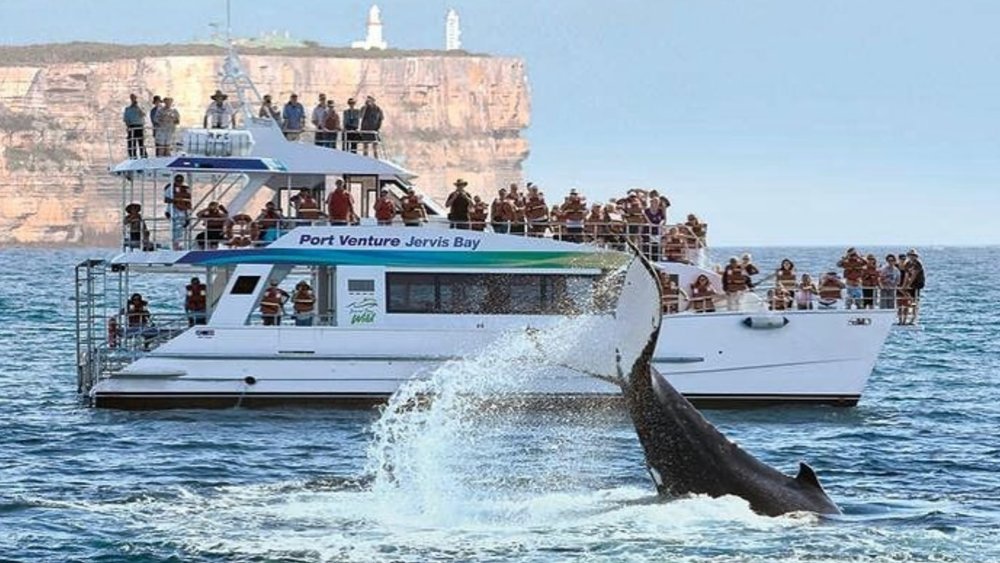 You can’t miss out on whale-watching when you go to Jervis Bay. Image credits: @jervisbaywild on Instagram