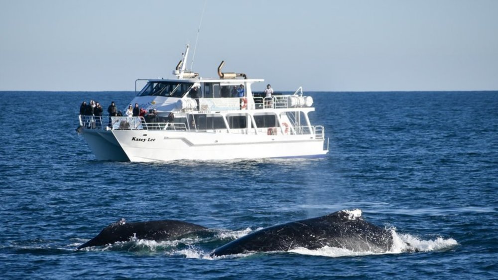 Spot some whales and dolphins on a Phillip Island cruise