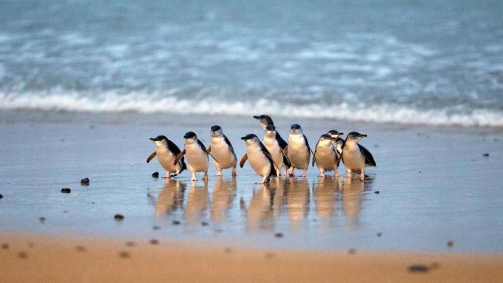 Catch these cuties waddle back to their nesting boxes during the Penguin Parade. Image credits: @phillipislandnp on Instagram