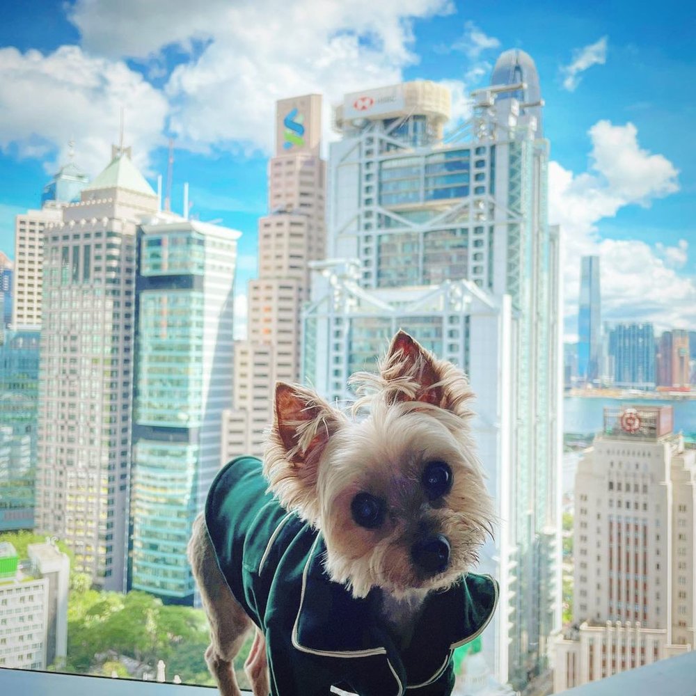 美利酒店 玻璃窗 拍照 毛孩打卡