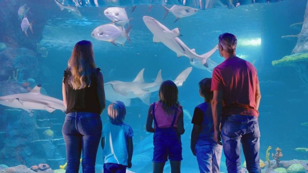 Bring the whole family to SEA LIFE Sydney Aquarium. Image credits @sealifesydneyaquarium on Instagram