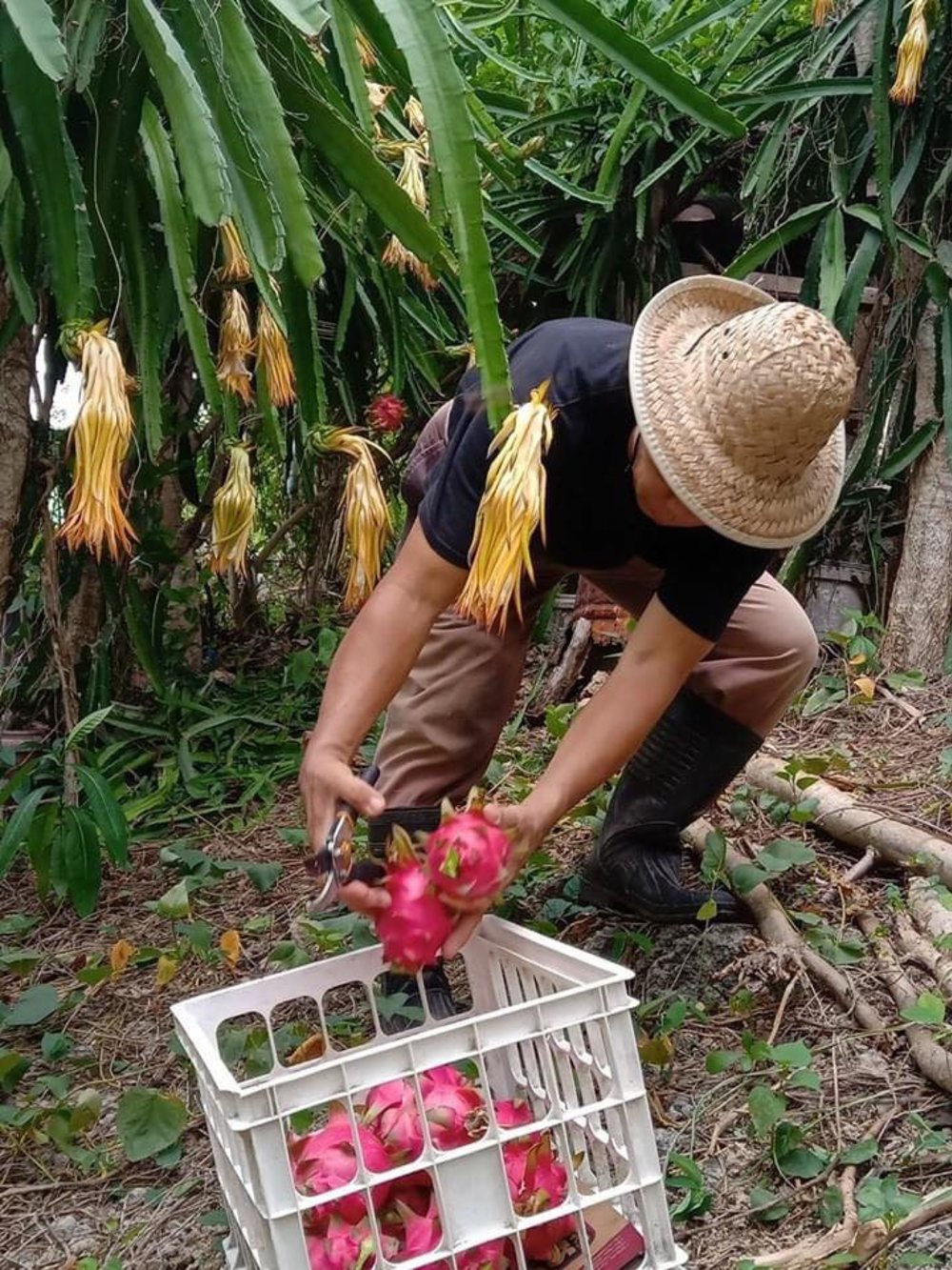 man harvesting a dragon fruit in northern cebu