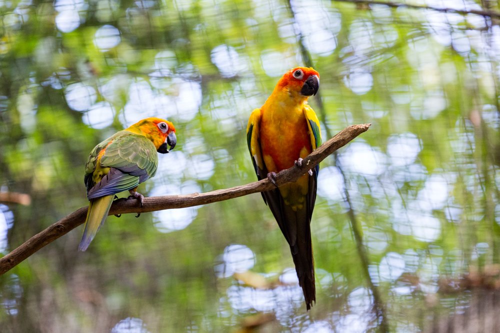 sunway lagoon wildlife park petting zoo