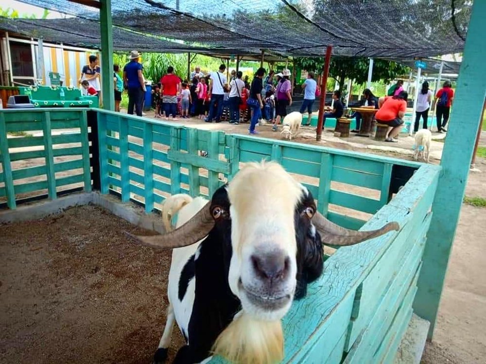 aves world semenyih eco farm