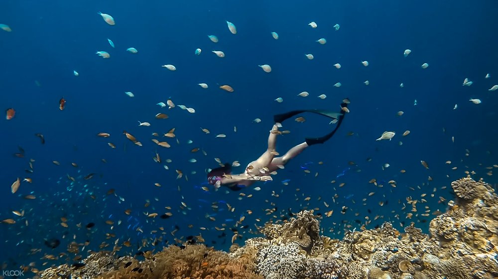 12 Of The Most Mesmerizing Diving Spots Near Manila Diving