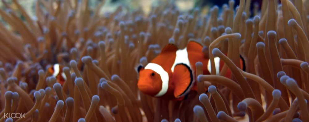 clownfish in one of diving spots in the philippines