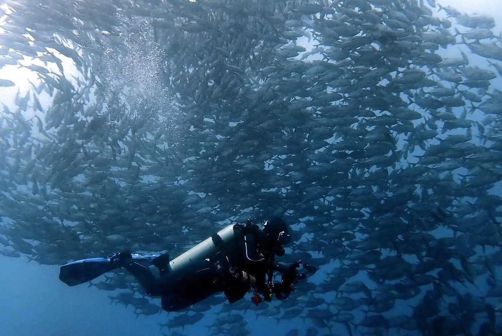school of fish over scuba diver in diving spots in the philippines