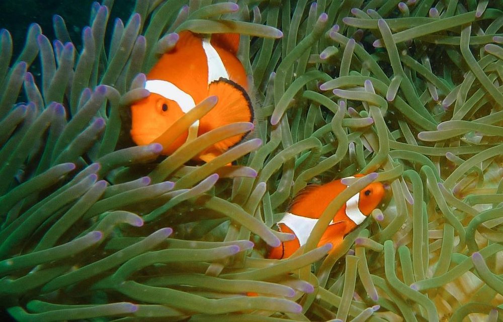 two clown fish in diving spot in the philippines