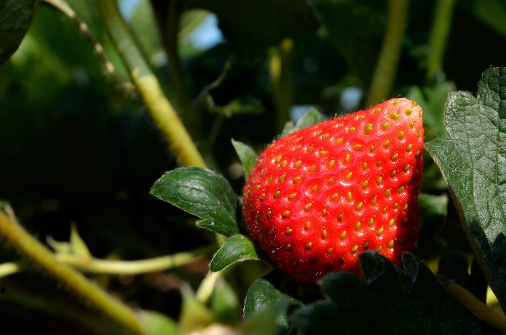 Lumbung Stroberi Batu - Tempat Wisata di Malang
