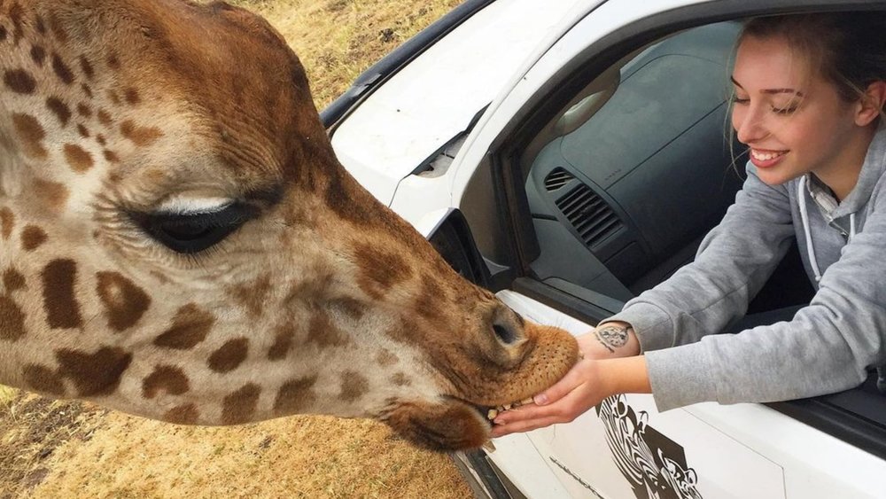 Feed majestic giraffes at Werribee! Image credits: @terrilake_