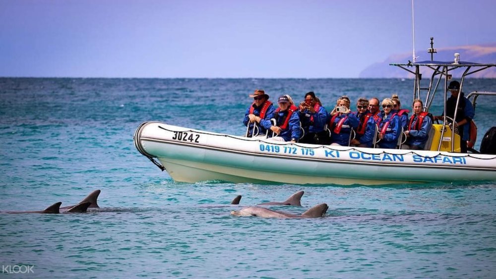 Don’t forget to say hi to the friendly dolphins you meet!