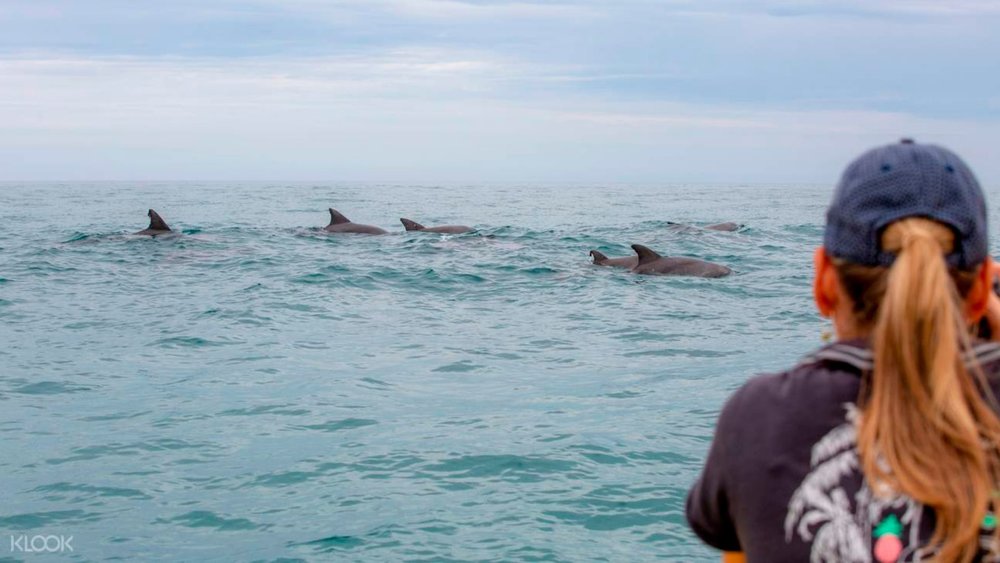 The coast of Noosa is also a hotspot for watching dolphins
