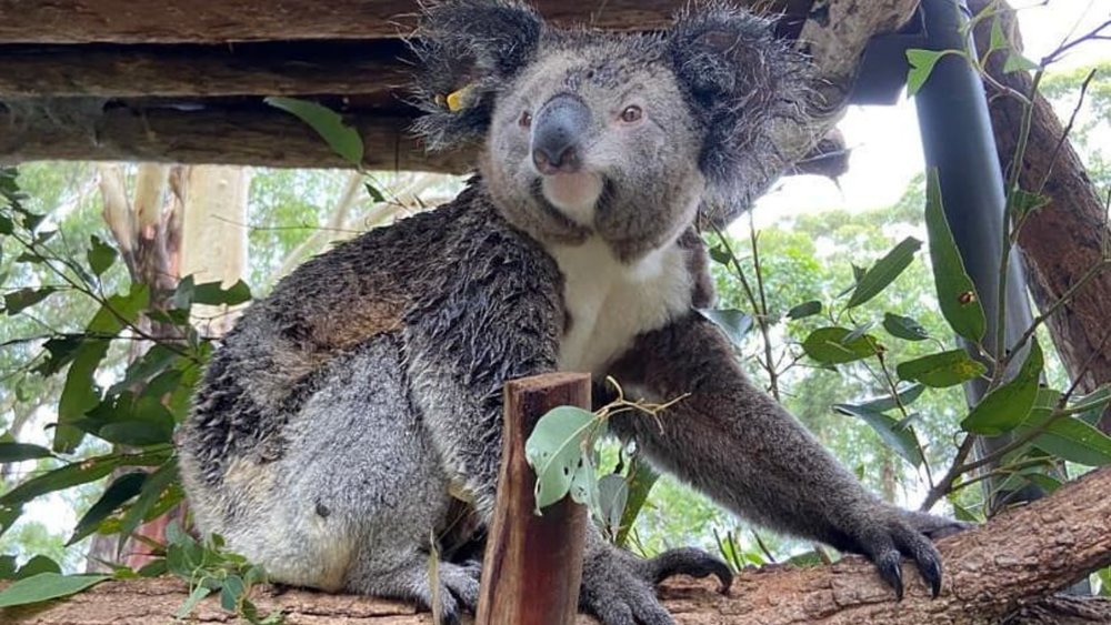 Check out the Koala Hospital, where wild koalas are taken care of and cured when needed. Image credits: @portmacquariekoalahospital on Instagram