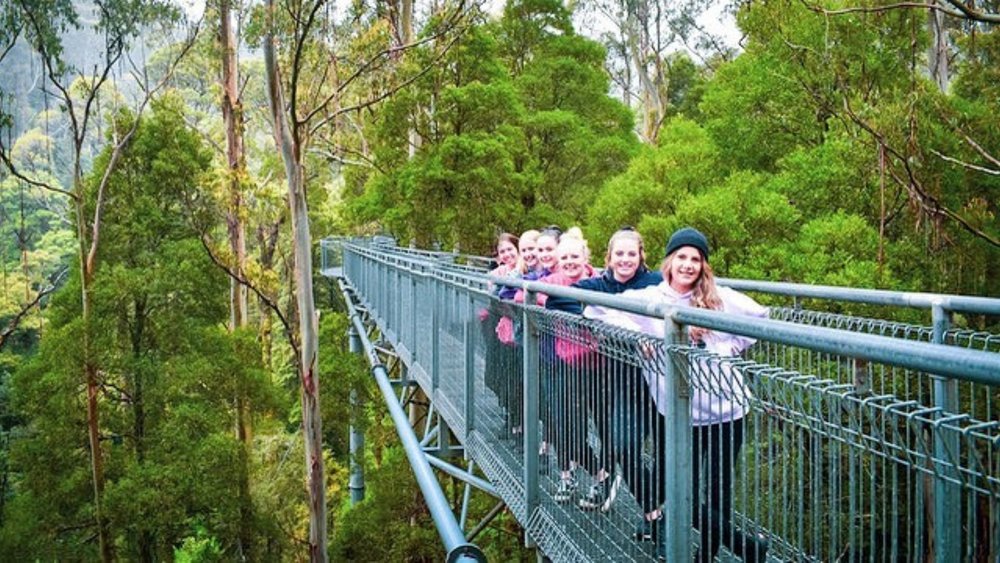 You don’t have to be Tarzan to walk on the forest canopy at Otway Fly! Image credits @otwayflyvictoria on Instagram